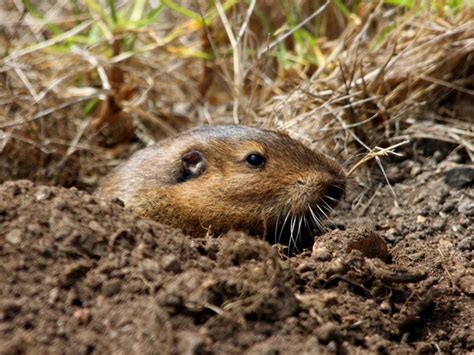 Valley Pocket Gopher Mammals Of Coronado Nmem · Inaturalist