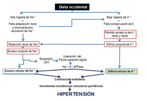 HipertensiÓn Y Sodio En La Dieta 2022