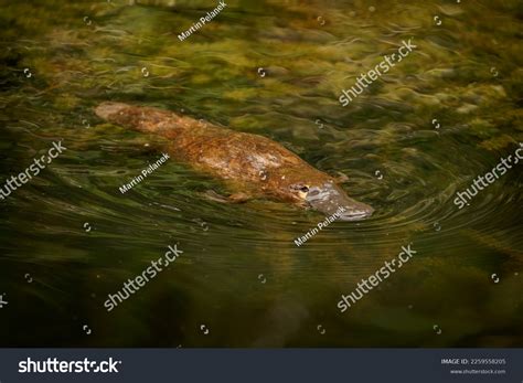 platypus ornithorhynchus anatinus duck billed platypus strange stock
