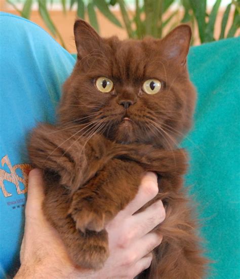 Rhajji, a chocolate Persian cat for adoption.