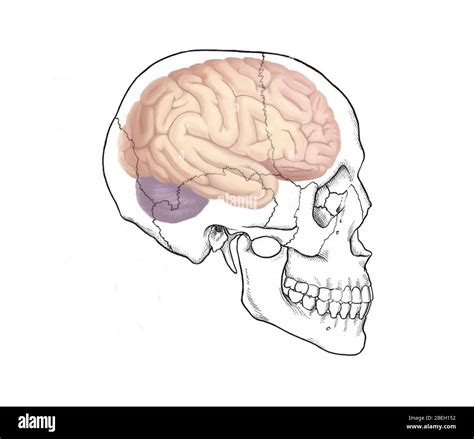 Human Brain Side Diagram Hi Res Stock Photography And Images Alamy