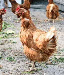 Lohmann Brown Chickens: Breed Eggs, Weight, Care & Picture