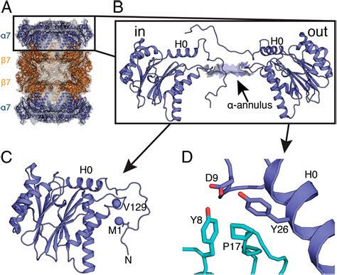 Understanding The Mechanism Of Proteasome 20S Core Particle Gating PNAS