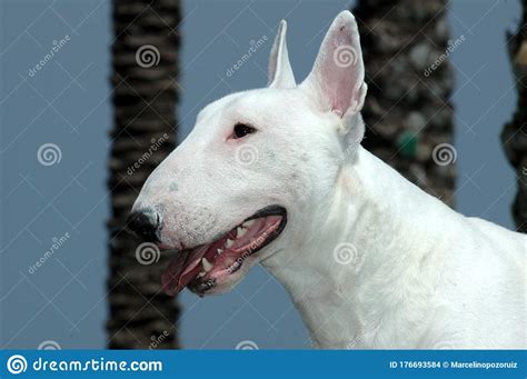 Bull Terrier Standard Purebred Dog Stock Photo Image Of Beautiful