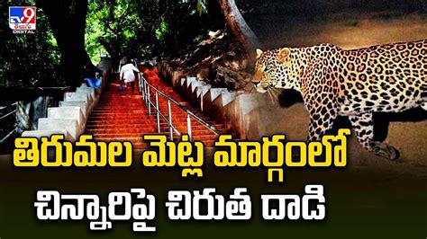 Tirumala తిరుమల మెట్ల మార్గంలో చిన్నారిపై చిరుత దాడి Telugu News