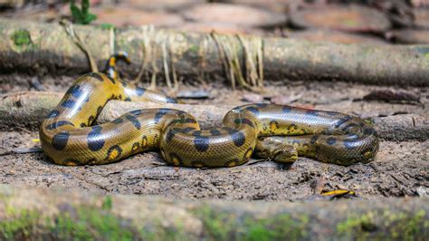 Python Vs Anaconda Gaswcentre