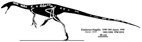 Geol 104 Theropoda Ii Coelurosauria Tyrant Kings And Lesser Royals