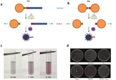 Schematic Illustration Of Us Induced Antimicrobial Activity Based On