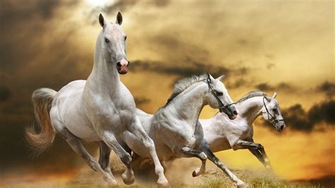 Three beautiful white horses running