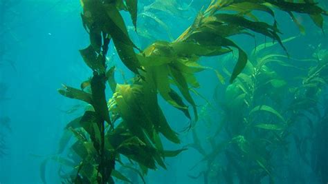 Kelp Forest Ecosystems Resource Collection Office National Marine