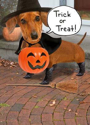 Happy Halloween Weiner Dog Halloween Card | Cardstore