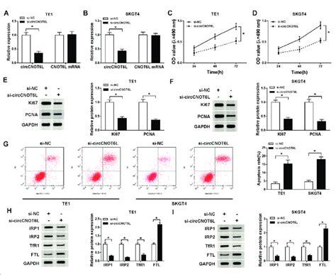 Circcnot6l Knockdown Suppressed The Growth Of Escc Cells A And B The