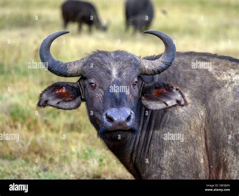 Female Buffalo Hi Res Stock Photography And Images Alamy