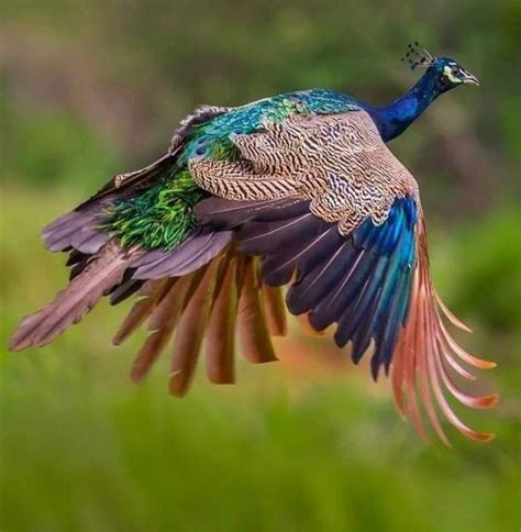 Flying Peacock 🦚 : r/peacocks