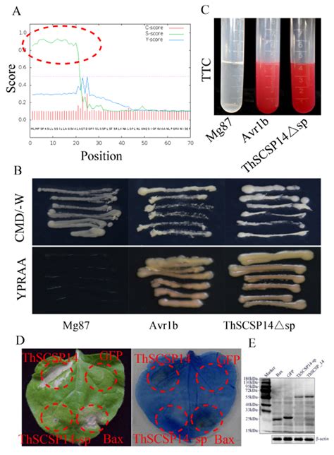 Functional Analyses Of A Small Secreted Cysteine Rich Protein Thscsp