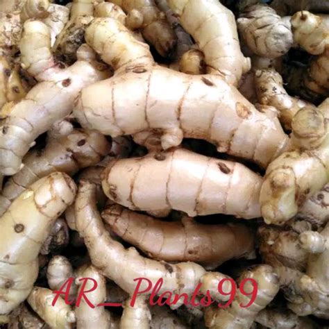 Jual KUNYIT PUTIH TEMU PUTIH SEGAR ORGANIC BISA COD Indonesia Shopee