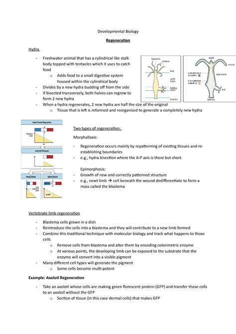 Regeneration Notes Developmental Biology Regeneration Hydra