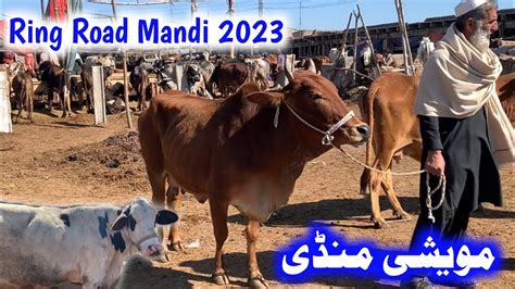 Peshawar Ring Road Mandi 2023 Maweshi Mandi Peshawar 2023 YouTube