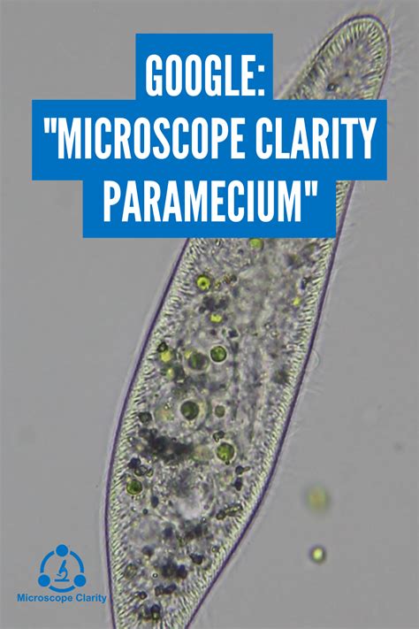 Paramecium Under a Microscope | Scientific experiment, Things under a ...