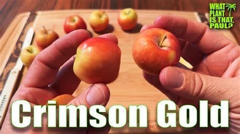 Crimson Gold Apple Minneopa Orchards Tasting And Review Youtube