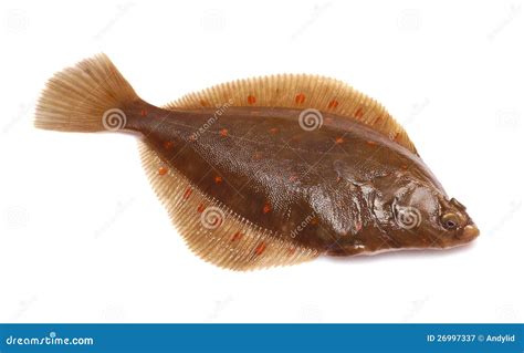 Plaice Fish Royalty Free Stock Photography - Image: 26997337