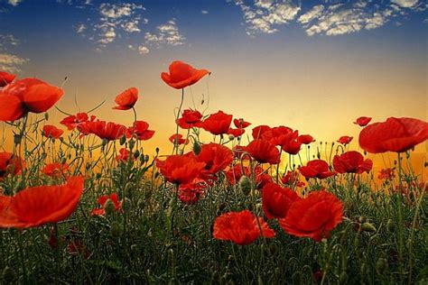 ANZAC poppy goes digital