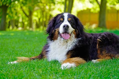 These Are the 14 Best Livestock Guardian Dog Breeds - A-Z Animals