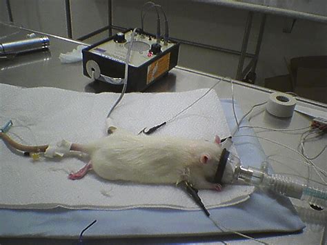 Anesthesia Considerations In Small Mammals Clinician S Brief