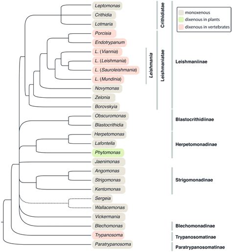 Euglenozoa Taxonomy Diversity And Ecology Symbioses And Viruses