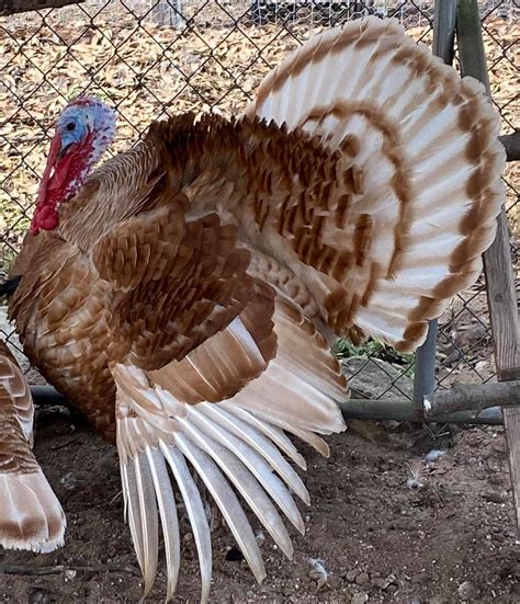 Varieties - Porter's Rare Heritage Turkeys