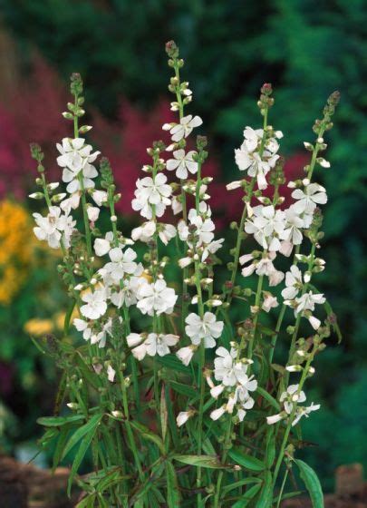 Sidalcea Candida P Cm