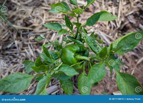 Capsicum Farm Landscape Vegetation Plants Agriculture Fields Meadows