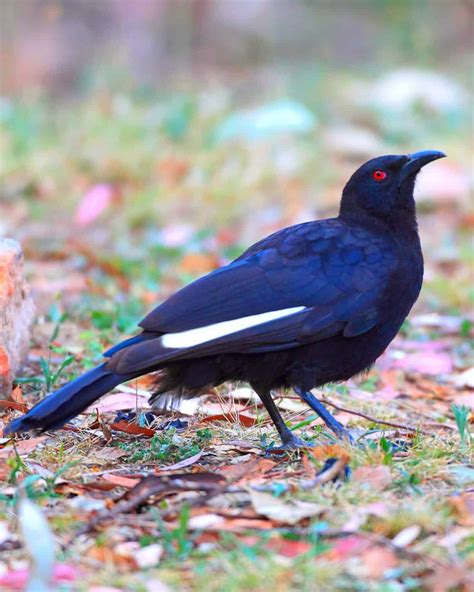 33 Black Birds With White Stripes on Wings