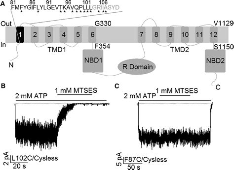 Cysteine Scanning Of Cftrs First Transmembrane Segment Reveals Its