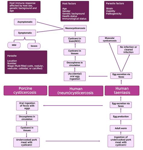 Neurocysticercosis An Overview Of Pathology And Pathogenesis Intechopen