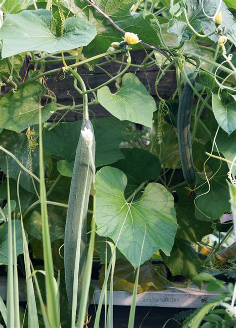 Health Benefits Of Snake Gourd Buddhism