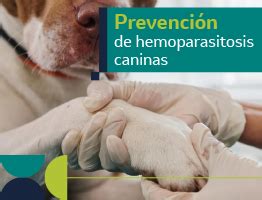 Hemoparásitos en perros Causas signos y tratamiento Universo de la