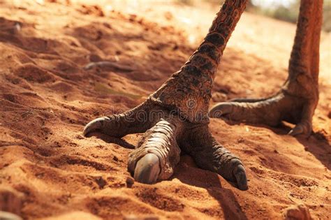 Emu feet stock image. Image of bird, three, stand, feet - 9165981