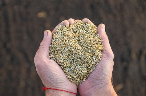 How To Select High Quality Grass Seed