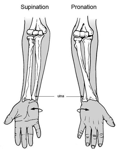 supination and pronation wrist pronation supination humerusradiusulna pinterest in 2021 ...