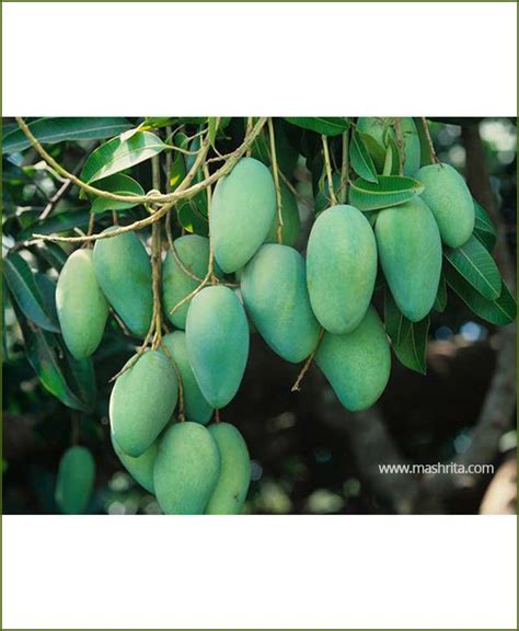 Mango All Season Baramasi Aam