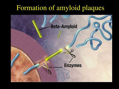 Ppt Psychopharmacology Neurotransmitters Drugs And Behavior