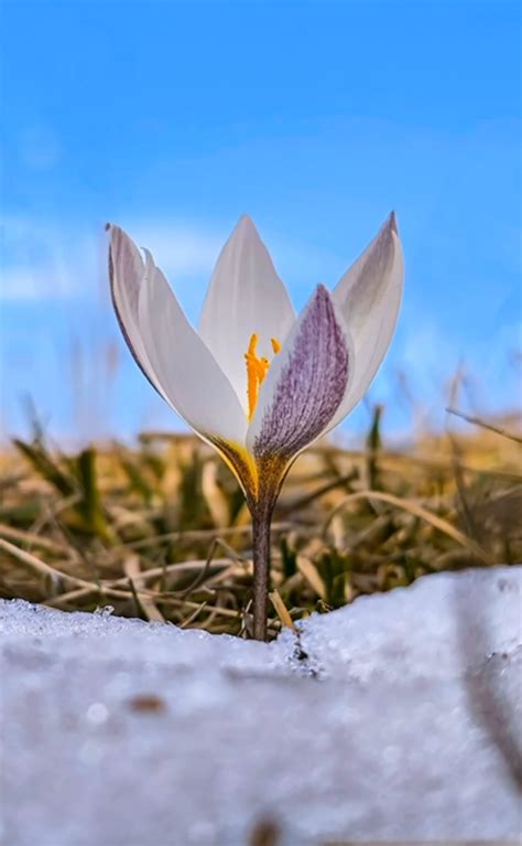 Snowdrops Bloom in Almaty Mountains in Depths of Winter - The Astana Times