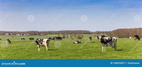 Panorama Of Black And White Holstein Cows In Friesland Stock Image