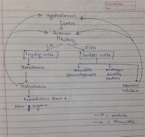 Give Me To Flow Chart For Hormones Edurev Neet Question