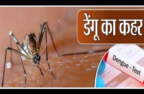 Dengue Continues To Wreak Havoc Health Department Active Again डेंगू का कहर जारी एक बार फिर