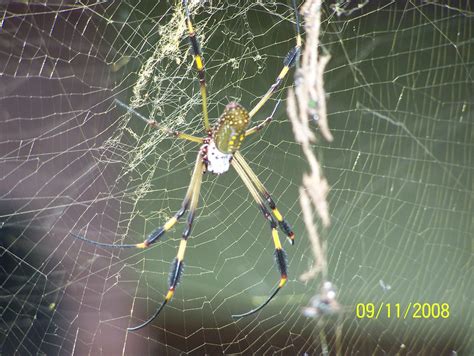 Gold Silk Spider Miguel Gerardo Gonzalez Flickr