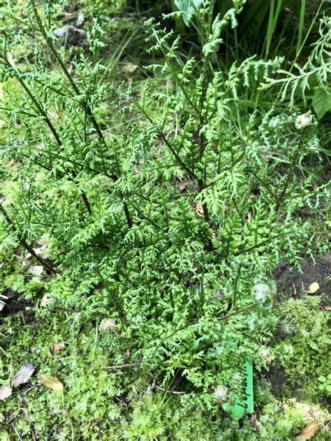 Dryopteris Dilatata Lepidota Cristata