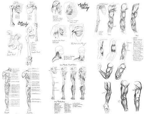 Anatomy Reference by Khem-Art on DeviantArt