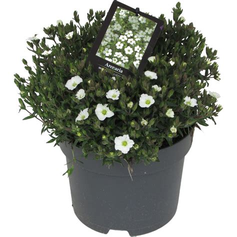 Arenaria montana BLIZZARD COMPACT — Plant Wholesale FlorAccess
